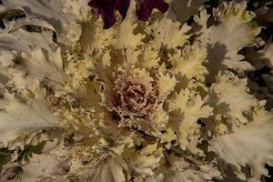 autumn background in close-up of decorative cabbage growing in the garden in the cold November sun photo