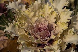 autumn background in close-up of decorative cabbage growing in the garden in the cold November sun photo