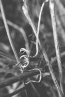 strange twisted shape of a climbing plant growing on a fence in close-up photo