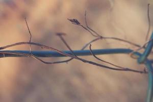 strange twisted shape of a climbing plant growing on a fence in close-up photo