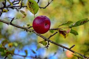 autumn fresh apple on the branch of a tree in the orchard photo