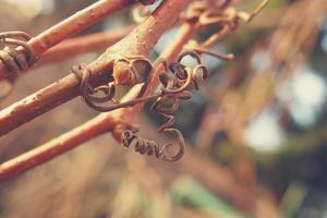 strange twisted shape of a climbing plant growing on a fence in close-up photo