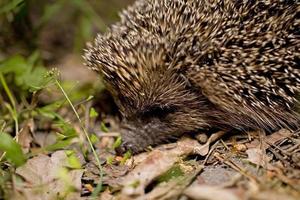 al free little animal hedgehog wandering through the woods at night photo