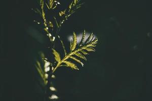 plant, lukewarm, meadow in the warm afternoon sun photo