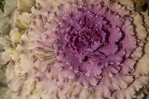 autumn background in close-up of decorative cabbage growing in the garden in the cold November sun photo