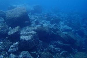 underwater photos of diving in the Atlantic Ocean next to the Canary Islands