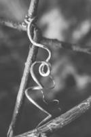 strange twisted shape of a climbing plant growing on a fence in close-up photo