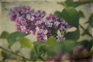 spring twig of blooming purple lilac with green leaves photo