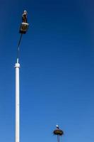 white-black stork sitting on a city streetlight against a blue cloudless sky background photo