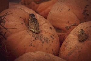 orange autumn fresh pumpkin lying outdoors as a decoration photo