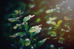 autumn leaves of the bush with rain drops in the warm afternoon sun photo