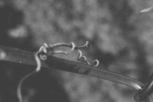 strange twisted shape of a climbing plant growing on a fence in close-up photo