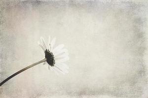 small original delicate free field  camomile flowers on a light background photo