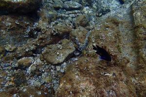 underwater photos of diving in the Atlantic Ocean next to the Canary Islands