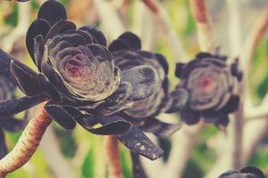 original cactus flower in black with close-up in the garden photo