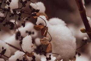 un marchito delicado flor en el jardín en un frío escarchado día durante que cae blanco nieve foto