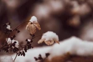 a withered delicate flower in the garden on a cold frosty day during falling white snow photo