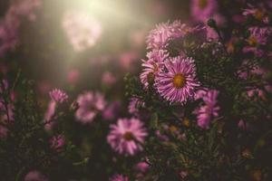 púrpura otoño flores iluminado por el calentar septiembre Dom en un natural jardín ambiente en de cerca foto