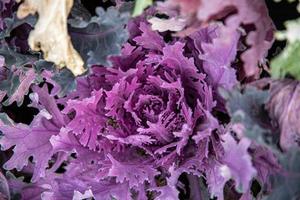 autumn background in close-up of decorative cabbage growing in the garden in the cold November sun photo