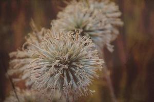 interesting original plant on a beige background in the meadow on a summer day photo