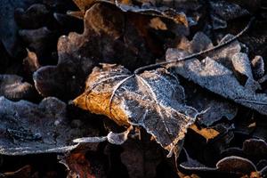 autumn background on a frosty winter day, with frost on oak leaves lit by the sun photo