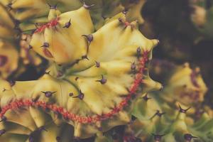 sharp spiny cactus creating an interesting green natural background photo