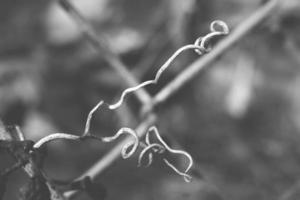 strange twisted shape of a climbing plant growing on a fence in close-up photo