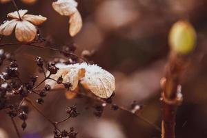 a withered delicate flower in the garden on a cold frosty day during falling white snow photo