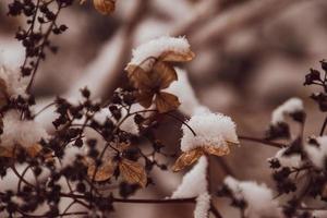 un marchito delicado flor en el jardín en un frío escarchado día durante que cae blanco nieve foto