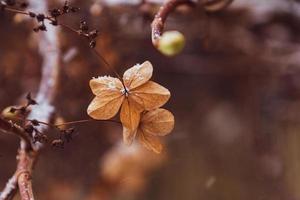 un marchito delicado flor en el jardín en un frío escarchado día durante que cae blanco nieve foto