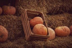 naranja otoño Fresco calabaza acostado al aire libre como un decoración foto