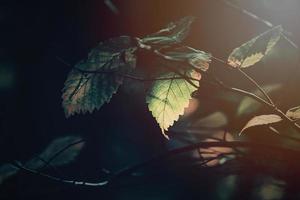 autumn golden leaves on the tree lit by warm soft afternoon light photo