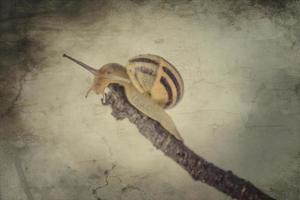 little beige snail with a shell climbing on a stick on a light cream background photo