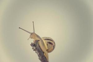 little beige snail with a shell climbing on a stick on a light cream background photo