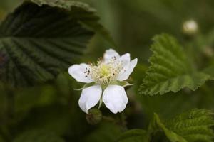 white small wild strawberry flower growing in the green forest among the leaves in natural habitat photo