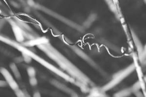 strange twisted shape of a climbing plant growing on a fence in close-up photo