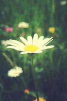 white camomiles growing in a green wild meadow on a summer day in close-up photo