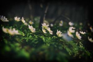 white delicate spring flowers anemones growing in the forest among green foliage photo