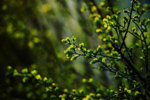 spring bush with young delicate fresh leaves in the warm sun photo