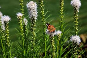 free butterflies among the flowers in the city garden on a warm sunny summer day, photo