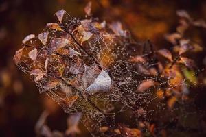 brown autumn boulder bushes with leaves and cobweb with dew drops in close-up photo