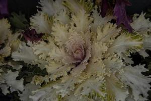 autumn background in close-up of decorative cabbage growing in the garden in the cold November sun photo