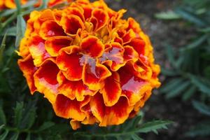 delicate orange velvet in close-up on a warm summer day, photo