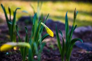 delicate charming yellow daffodils growing in the garden in the morning spring sunshine photo