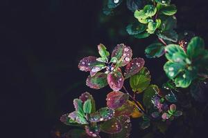 otoño hojas de el arbusto con lluvia gotas en el calentar tarde Dom foto