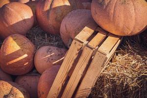 orange autumn fresh pumpkin lying outdoors as a decoration photo