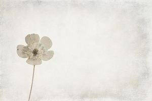 small original delicate free field flowers on a light background photo