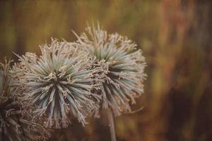 interesting original plant on a beige background in the meadow on a summer day photo