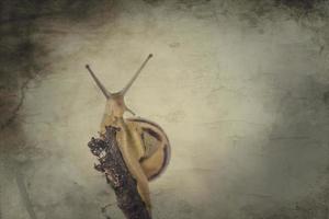 little beige snail with a shell climbing on a stick on a light cream background photo