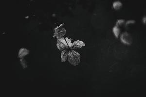 un marchito delicado flor en el jardín en un frío escarchado día durante que cae blanco nieve foto